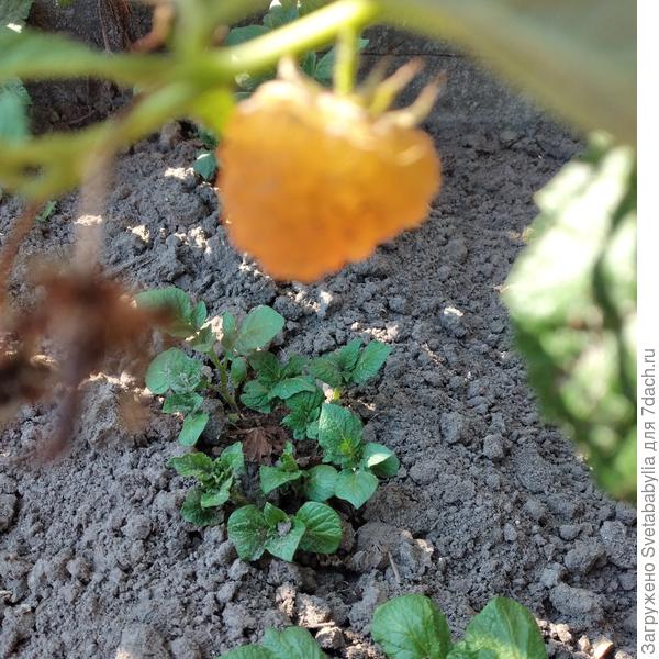 Малина Золотые купала и картошечка всходит