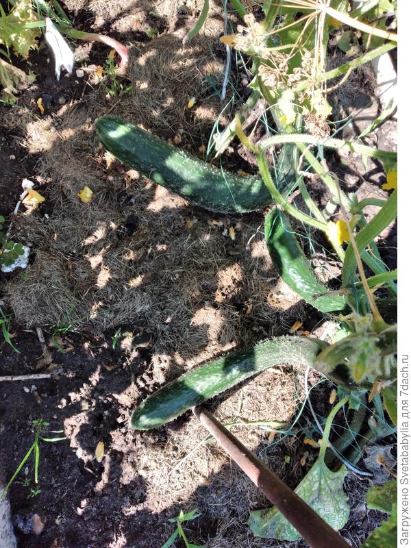 В этом году у нас не пошли. Всех одариваю.