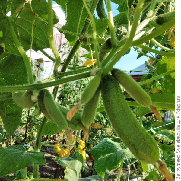 Изумрудный поток.