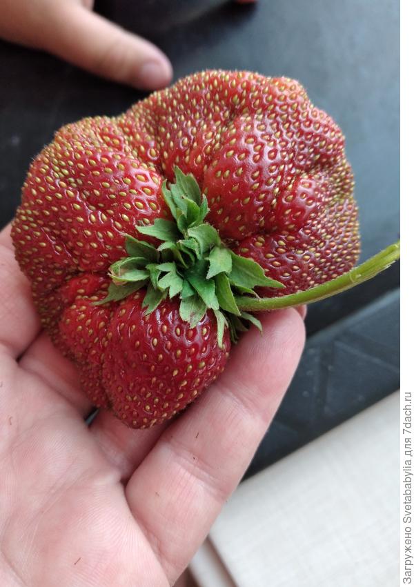 Кисс нелисс (два в одном)