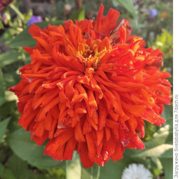 В твой денек - аленький цветочек