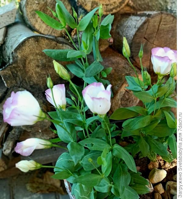 Ганночка, восстановления после болезни и здоровья!