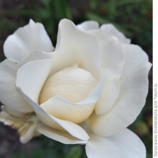 Оля, нежности и любви!