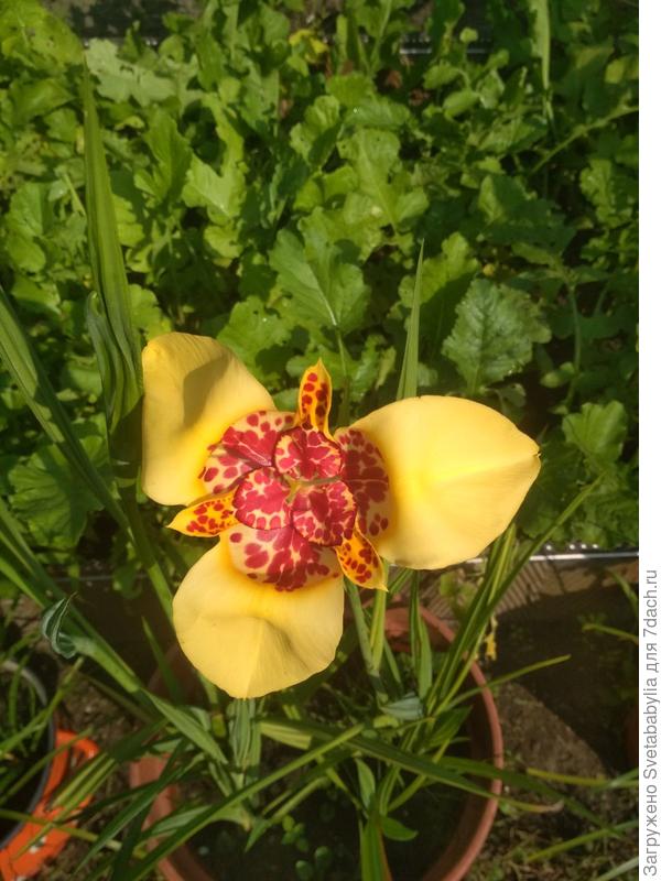 Вика, тепла и радости!