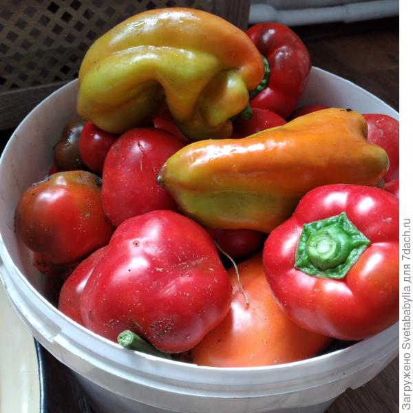Перчики созревают