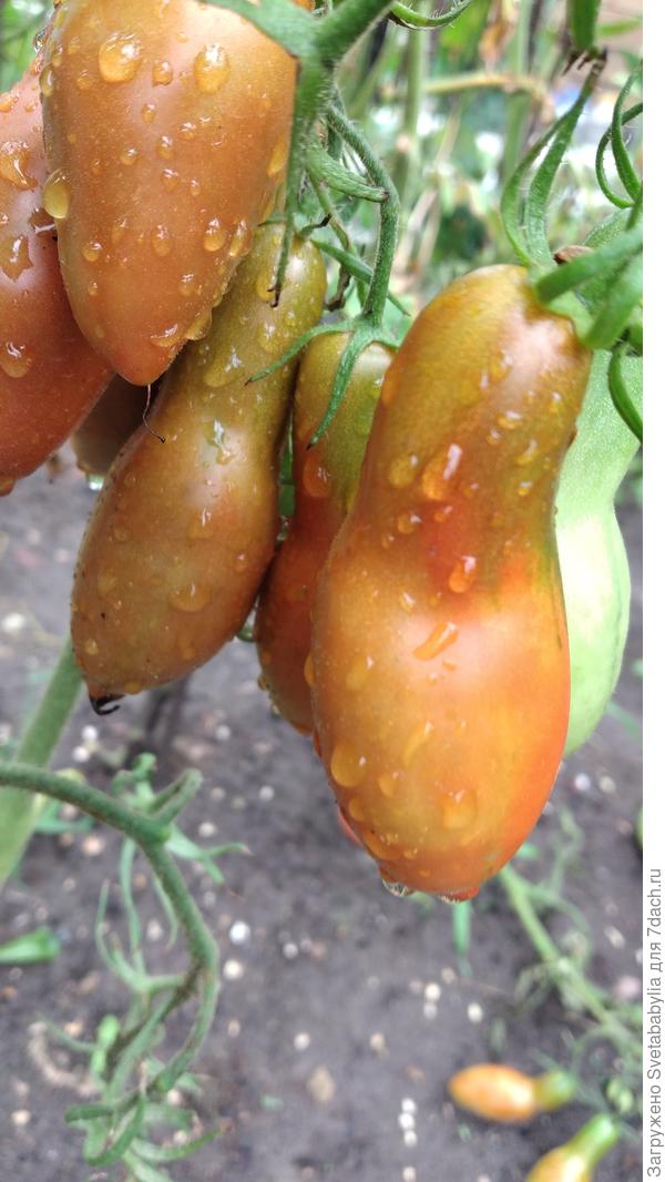 Приятно порадовали томатики Перцевидный шоколадный