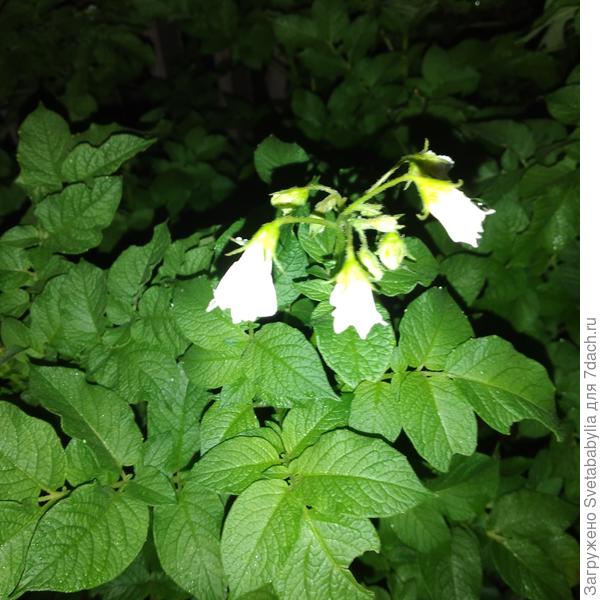 Зацветает картошка, посаженная после лука