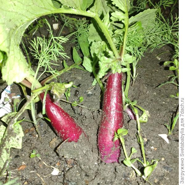 Редис молоденький