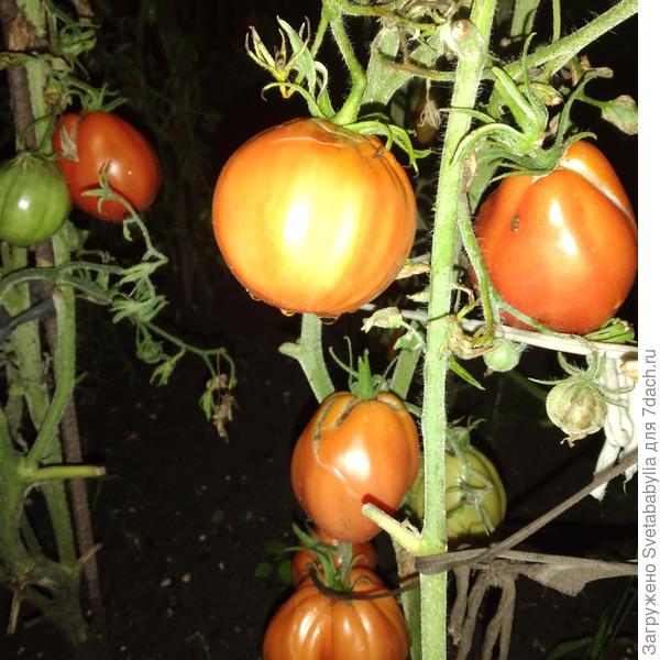 Томаты на кустах трещат от влаги.