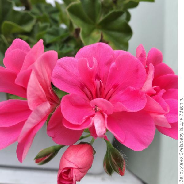 Для пеларгоний сечас самые приятные температуры.