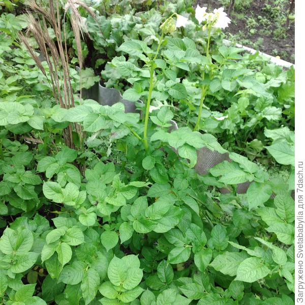 Картошечка цветет.