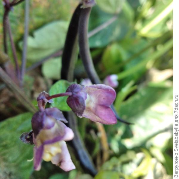В кипятке стручки становятся ярко-зелеными.