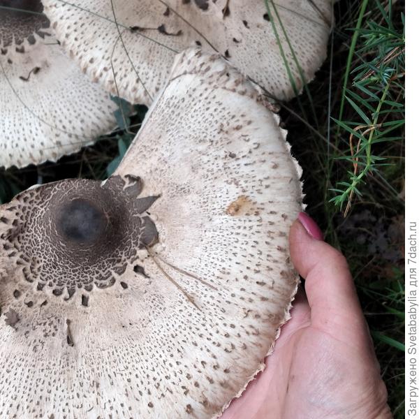 У нас народ и такие собирает. Дождевики-куры.