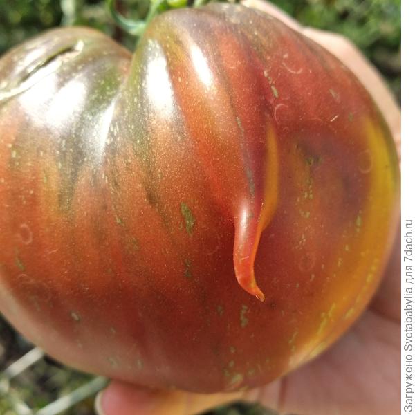 Для томатного короля!