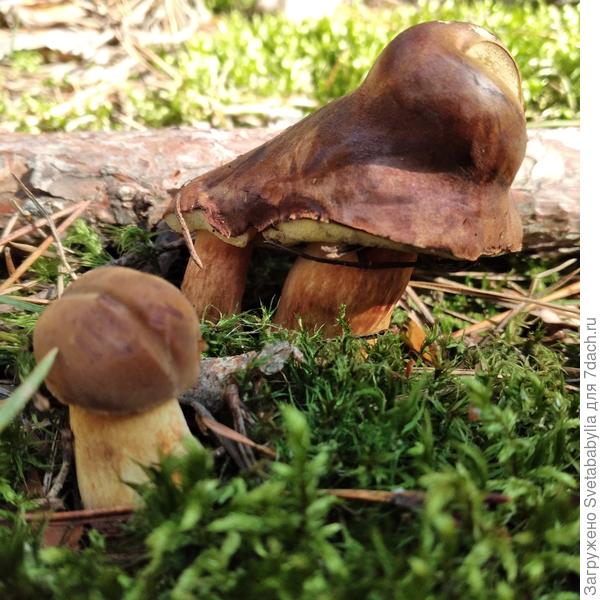 Польские белые.