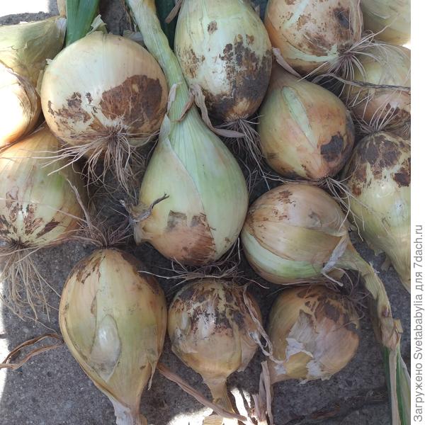 не больше десятка штук по 250-300гр.