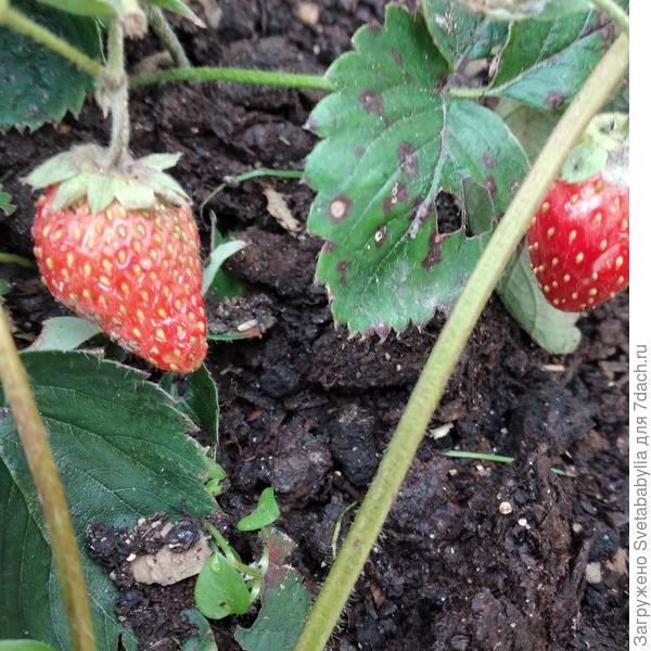 Клубника сладкая! Слизни одуревают от счастья..