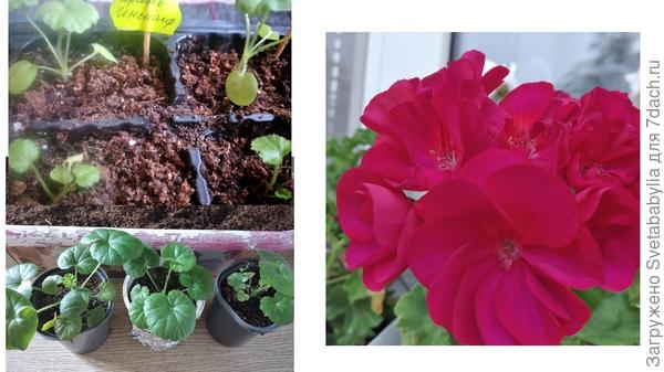 Из семян, полученных от  Сидспост. Иэ трех семян взошли все и получились разной расцветки.