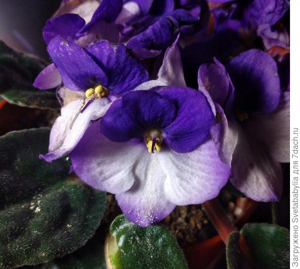 В Вашу коллекцию