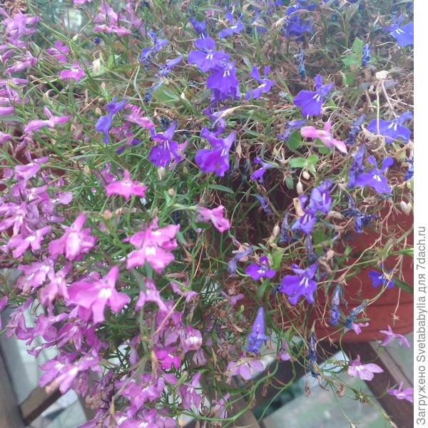 Ноябрьские