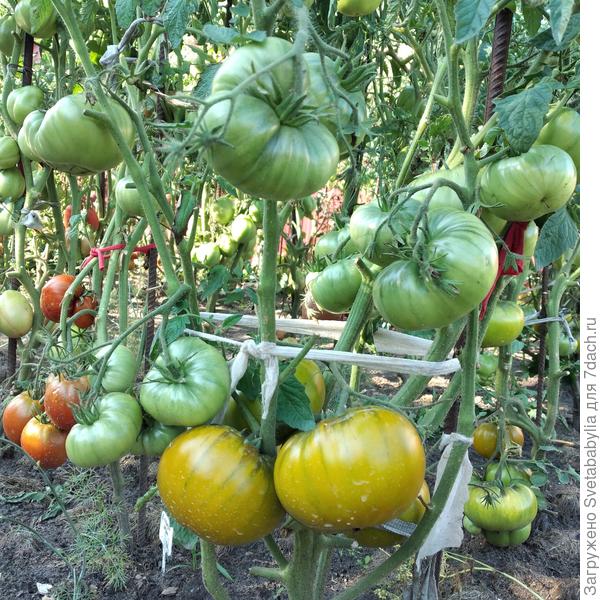 Желтые- совсем спелые