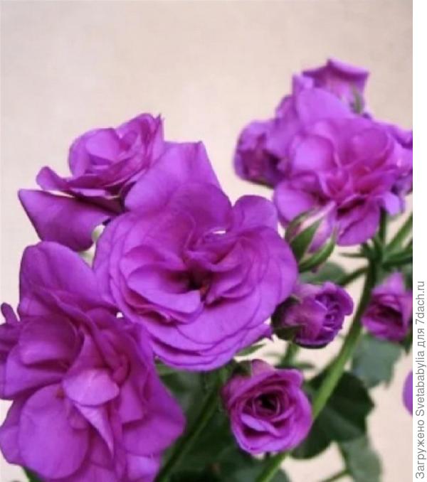 Blue Sybil . Плющелистка.