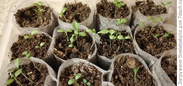 Сегодня так. Сеяла без трепета-где густо, а где-пусто.