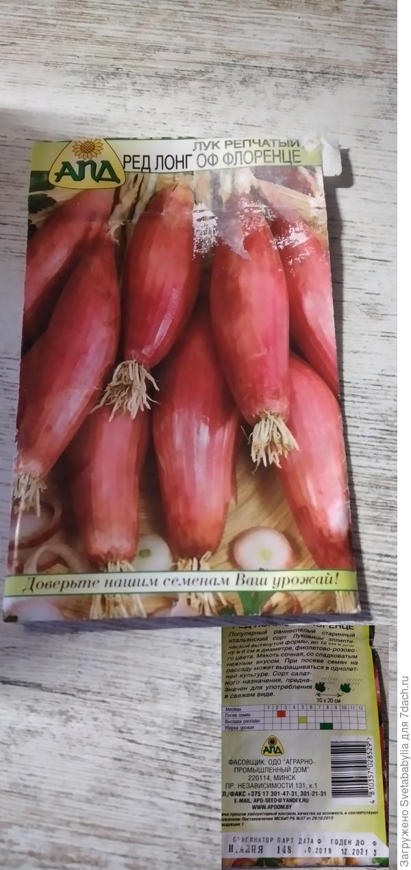 Этот лук не взошел совсем! Высевала в одной плошке с &quot;танцами&quot;, в другой- сухими семенами. Никак!