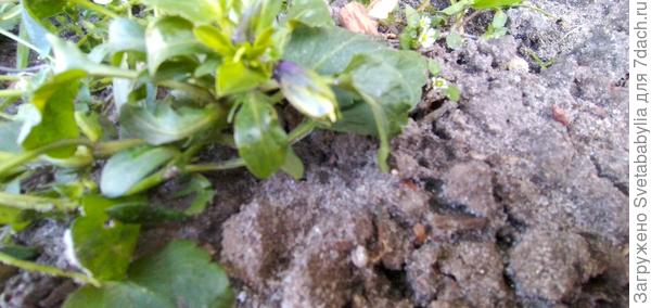 Сегодня уже бутоны от осенних цветов