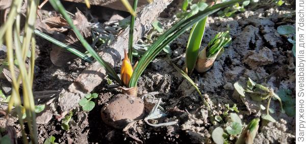 Крокусы показали носики