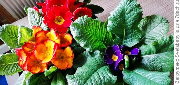 Саша, Вашим девчонкам!