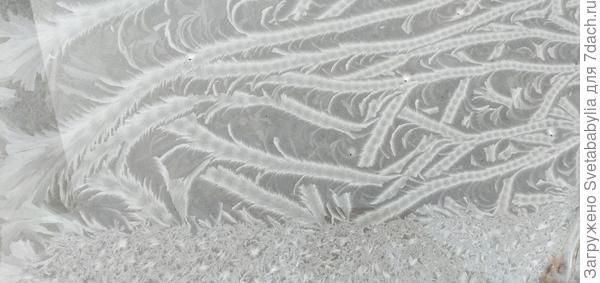 По ночам до -6. Такие узоры сегодня на стекле рассадника мороз нарисовал