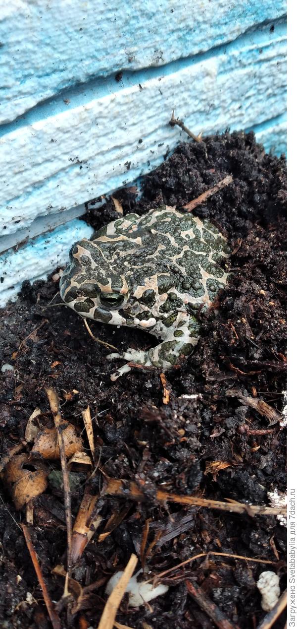 Такая красавица сегодня пришла