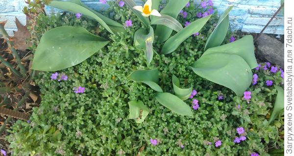 Не смотря на ночные -2, уже расцветают.