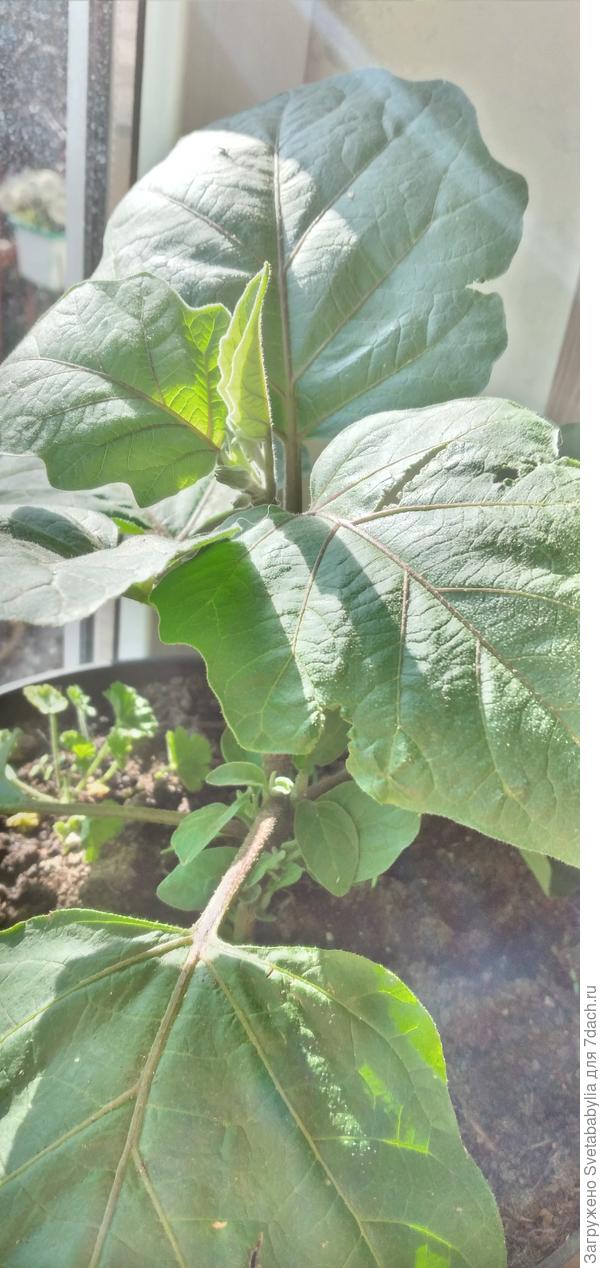 Баклажан Бейби скоро зацветет