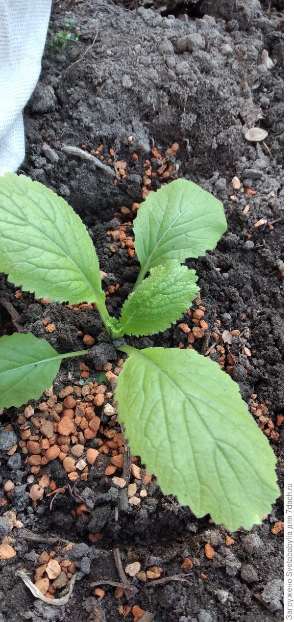 Пекинка уже в огороде, еще под укрытием