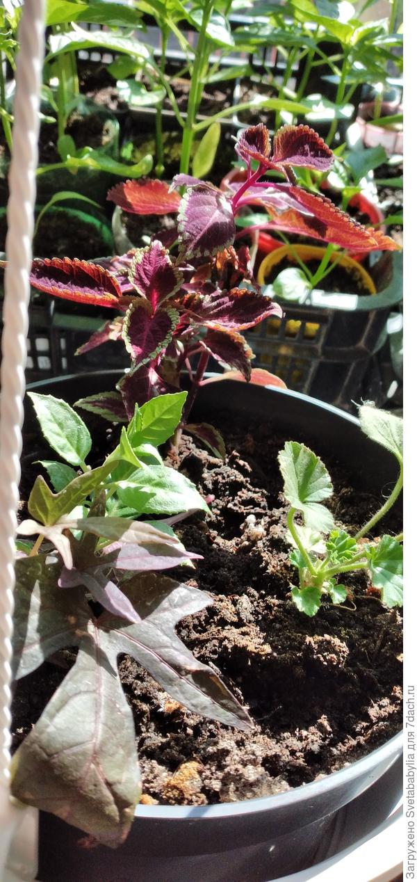 Ипомея батат с колеусом и геранькой готовы к выходу