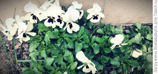 Анютики вовсю разгулялись