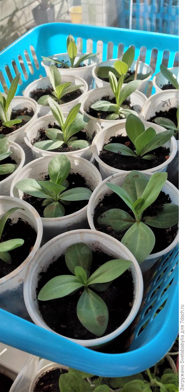 Эустома не торопится