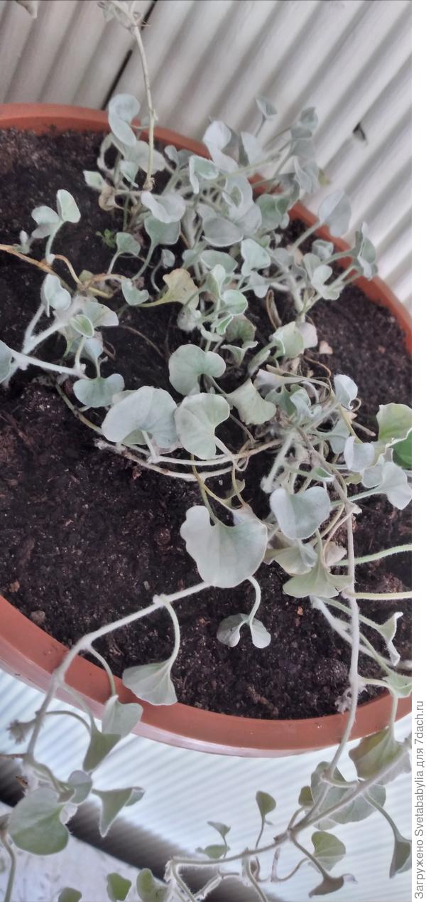 Дихондра повеселела после зимы