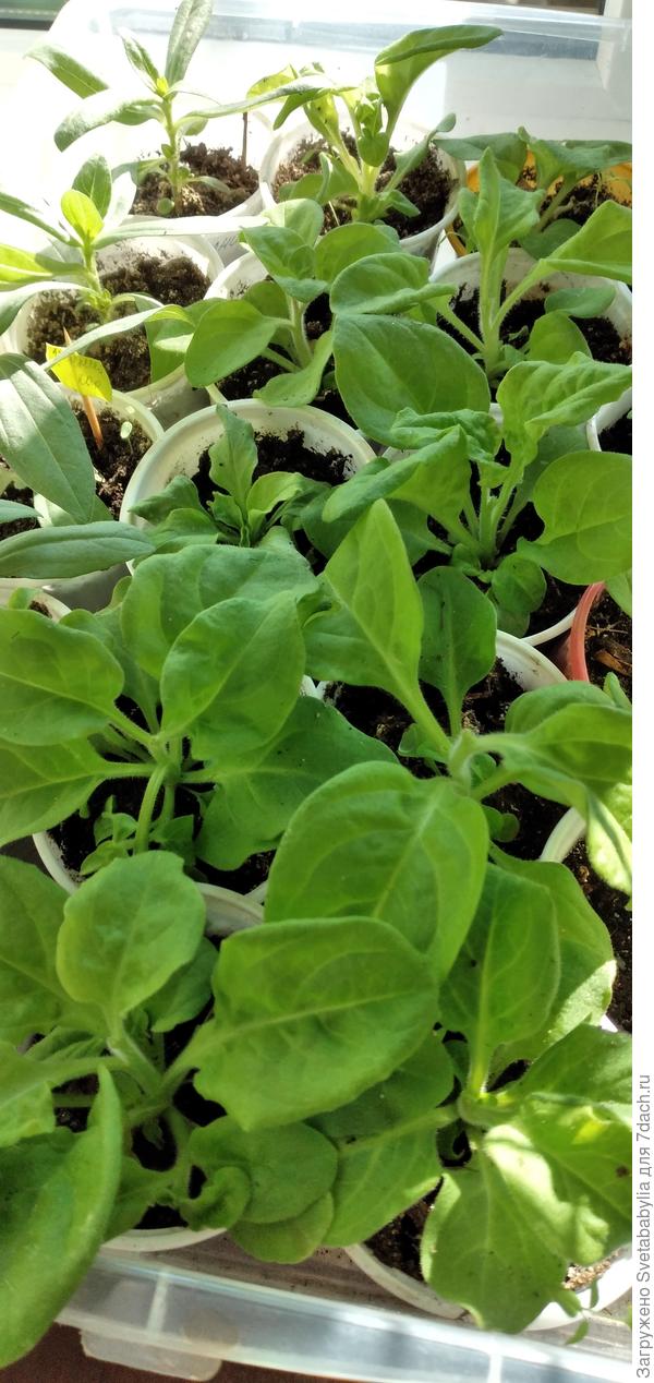 Петуньки простецкие бахромчатые, без голов