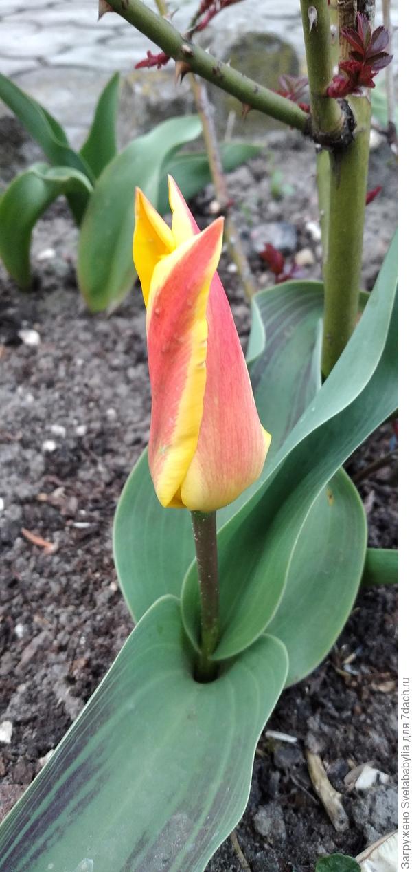 Первые тюльпаны