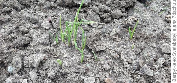 Подзимний ялтинский