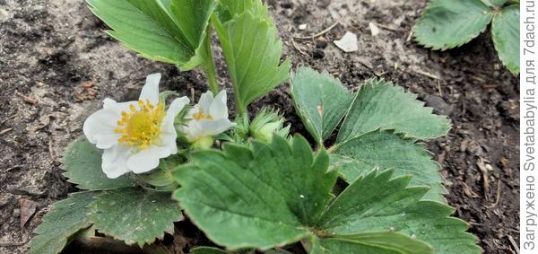 Клубника цветет.