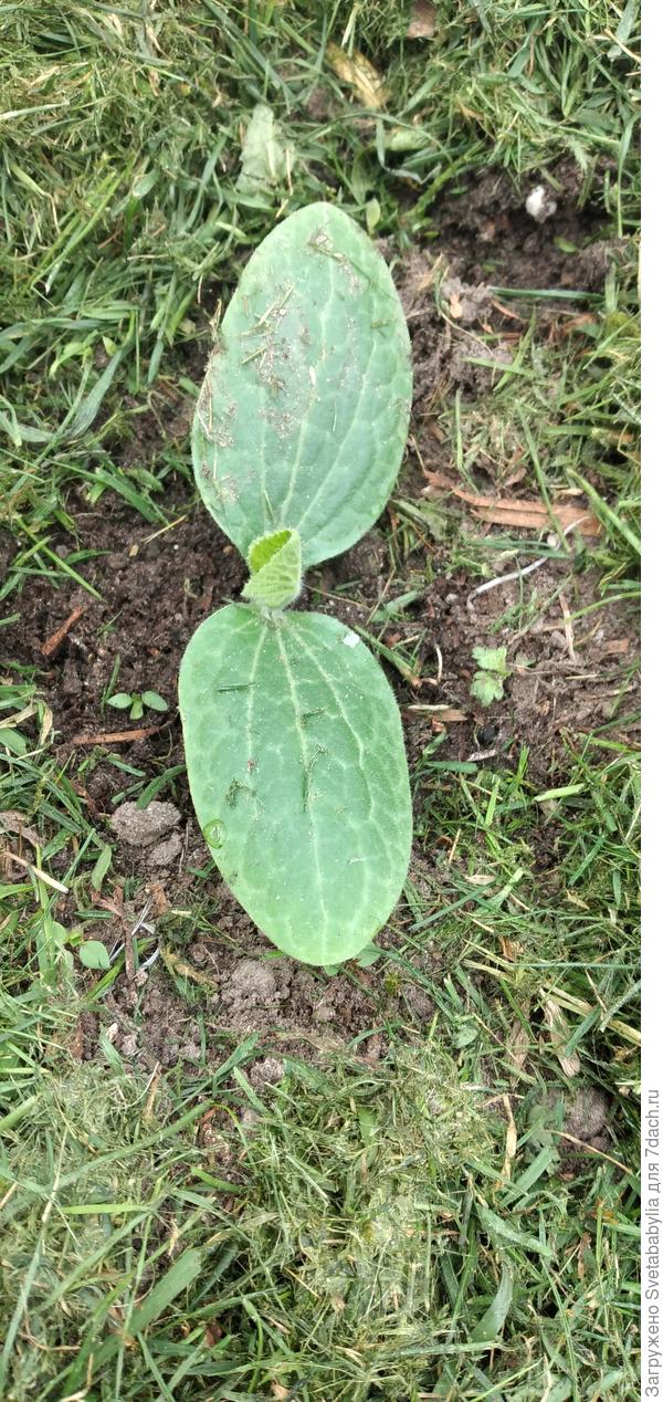 Кабачок Искандер уже на воле. Сегодня и на ночь не прикрывала.