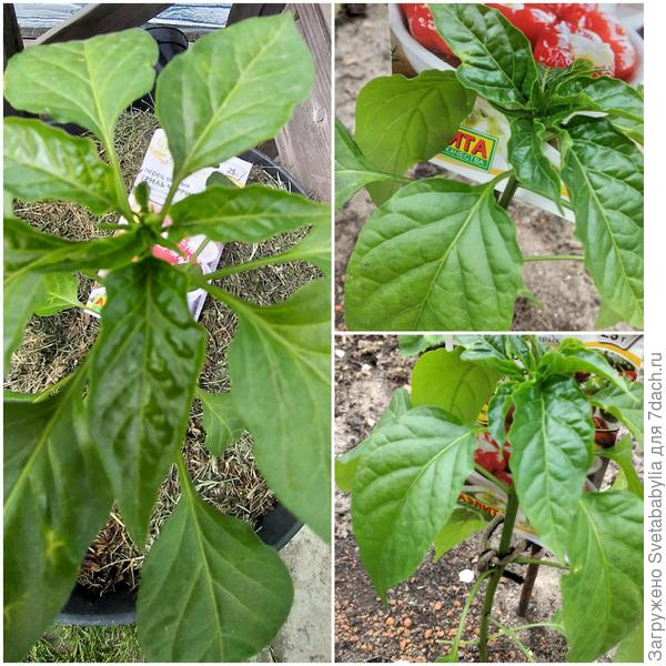 Состояние отличное.