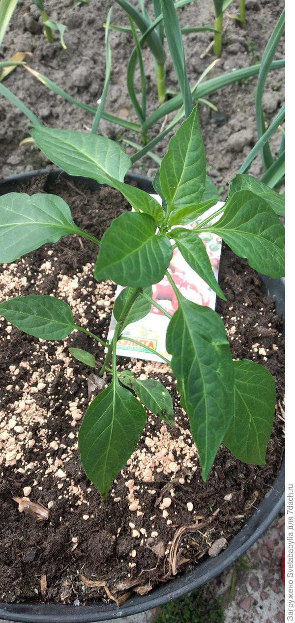 Сверху присыпала