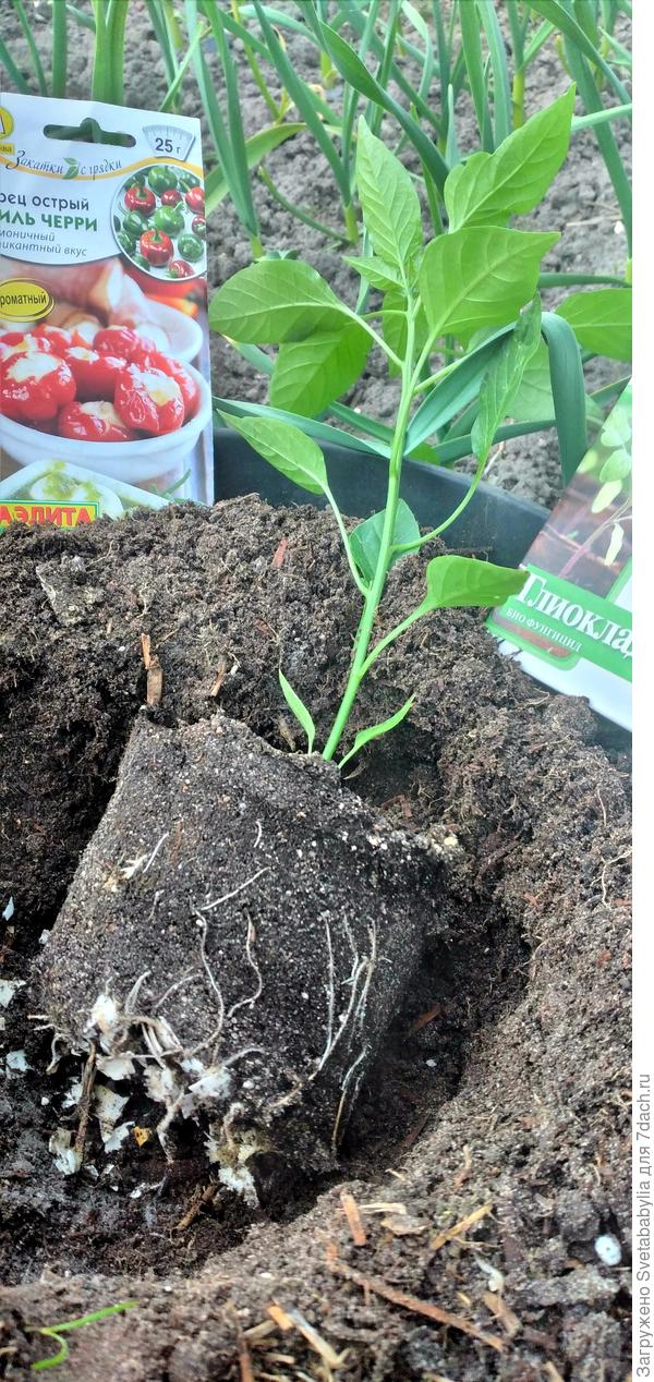 один поселился