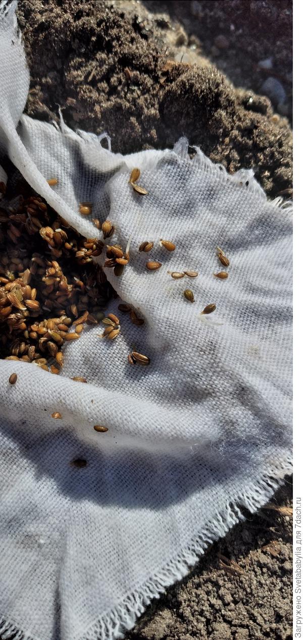 Видно, что семена крупные, набухшие и проросшие.