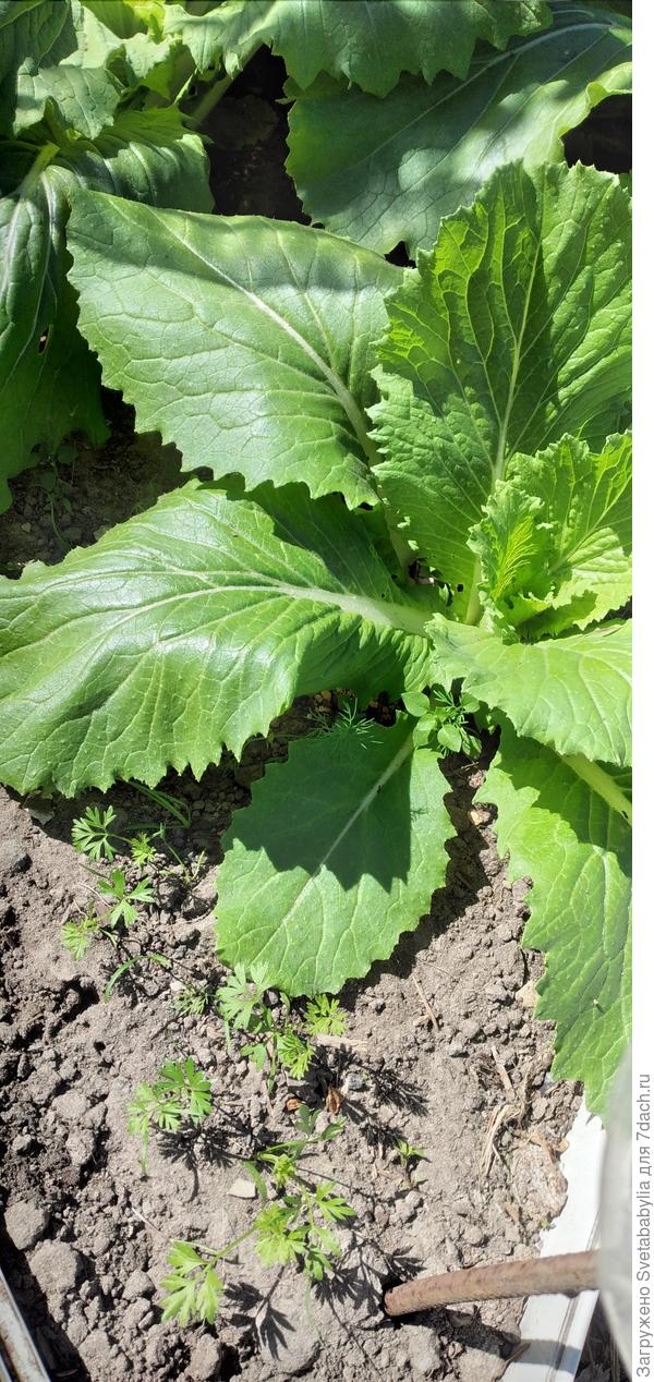 Несколько семян бросила на грядку с пекинкой.